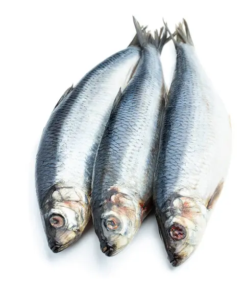 Сира Оселедець Свіжа Риба Ізольована Білому Ліцензійні Стокові Зображення