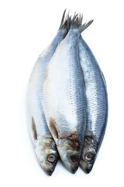 Raw Herring Fresh Fish Isolated White Royalty Free Stock Images
