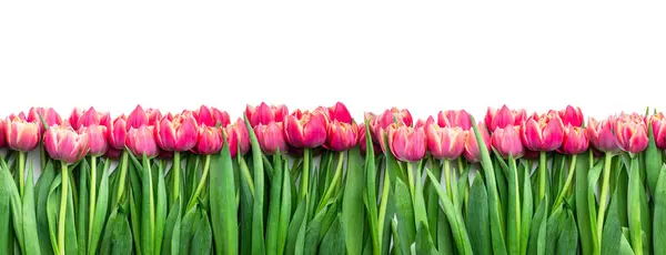 Padrão Flores Tulipa Vermelha Sem Costura Sem Fim Isolado Branco Imagem De Stock