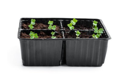 Beyaz kabın üzerinde izole edilmiş, siyah, küçük kabuklu lahana filizleri. 