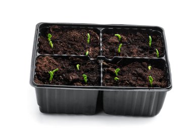 Siyah kabın içinde bembeyaz bezelye filizleri. 