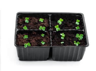 Beyaz kabın üzerinde izole edilmiş, siyah, küçük kabuklu lahana filizleri. 