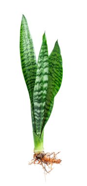 Sansevieria bitkisi kökleri beyaz arkaplanda izole edilmiş 