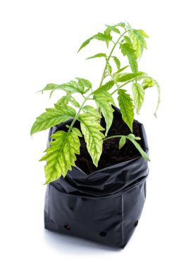 Tomato  plants with signs of lack of microelements isolated on white  clipart