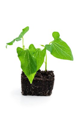 Tohum tohumu filizleri beyazın üzerinde yalıtılmış. 