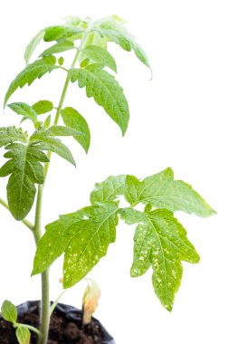 Beyaz üzerinde izole edilmiş mikroelement eksikliği olan domates bitkileri 