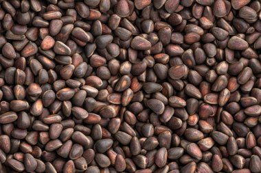 Kusursuz soyulmamış çam fıstığı deseni. 