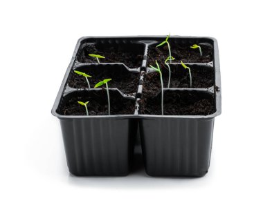 Beyaz tencerelerde izole edilmiş küçük yeşil biber ekinleri. 