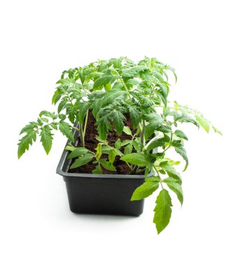 Beyaz arkaplanda izole edilmiş plastik kabın içindeki domates tohumları 