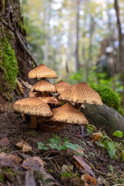 Ormanda büyüyen kahverengi başlıklı bir grup küçük mantar. 