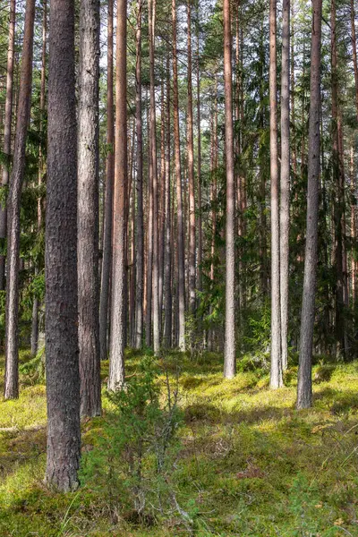Eski bir kozalaklı sonbahar ormanı. 
