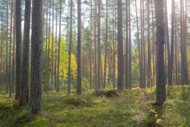 Eski bir kozalaklı sonbahar ormanı. 