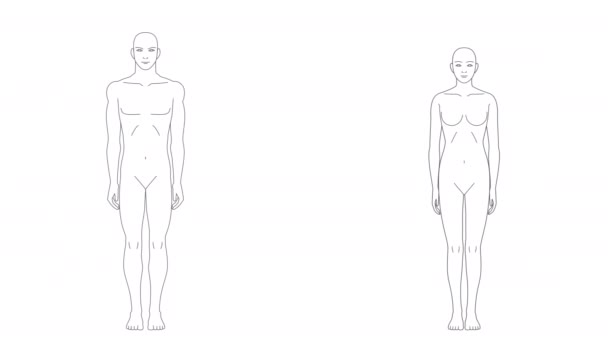 Human Seen Front Illustration Video Changing Male Female Genderless Bodies — Stock Video