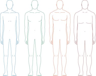 Önden görülen bir adam tasviri. İnce, orta yapılı, şişman ve kaslı bir vücudu var.