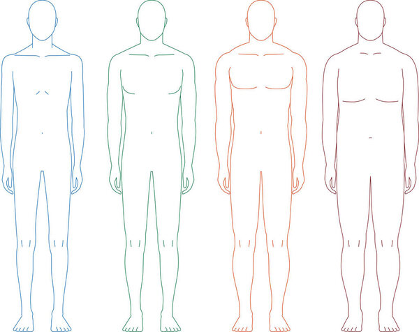 Иллюстрация человека, видимого спереди, с тонким, средним телосложением, жировым и мышечным типом