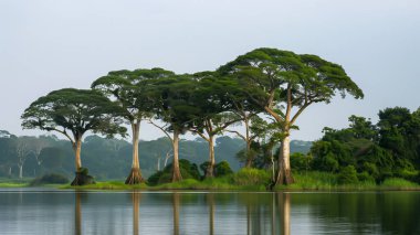 Gabon Afrika 'daki Kevazingo Ormanı