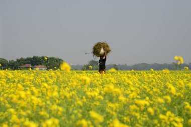 Bir çiftçi, 24 Aralık 2022 'de Bangladeş' in Munshigonj ilçesindeki hardal tarlasında yürürken ekin taşır.