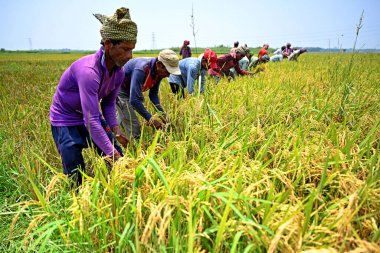 Bangladeşli çiftçiler, 28 Nisan 2023 'te Bangladeş, Dhaka' daki Saver 'da hasattan sonra çeltik toplayıp biçerler. Bangladeş 'in baskın gıda hasadı pirinçtir. Pirinç sektörü tarım GSYİH 'sının yarısını ve ulusal gelirin altıda birini oluşturur.