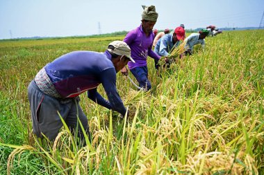 Bangladeşli çiftçiler, 28 Nisan 2023 'te Bangladeş, Dhaka' daki Saver 'da hasattan sonra çeltik toplayıp biçerler. Bangladeş 'in baskın gıda hasadı pirinçtir. Pirinç sektörü tarım GSYİH 'sının yarısını ve ulusal gelirin altıda birini oluşturur.