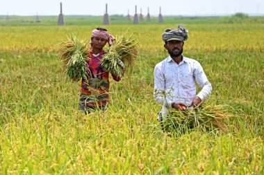 Bangladeşli çiftçiler, 28 Nisan 2023 'te Bangladeş, Dhaka' daki Saver 'da hasattan sonra çeltik toplayıp biçerler. Bangladeş 'in baskın gıda hasadı pirinçtir. Pirinç sektörü tarım GSYİH 'sının yarısını ve ulusal gelirin altıda birini oluşturur.