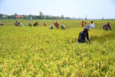 Bangladeşli çiftçiler, 28 Nisan 2023 'te Bangladeş, Dhaka' daki Saver 'da hasattan sonra çeltik toplayıp biçerler. Bangladeş 'in baskın gıda hasadı pirinçtir. Pirinç sektörü tarım GSYİH 'sının yarısını ve ulusal gelirin altıda birini oluşturur.