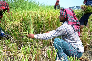 Bangladeşli çiftçiler, 28 Nisan 2023 'te Bangladeş, Dhaka' daki Saver 'da hasattan sonra çeltik toplayıp biçerler. Bangladeş 'in baskın gıda hasadı pirinçtir. Pirinç sektörü tarım GSYİH 'sının yarısını ve ulusal gelirin altıda birini oluşturur.