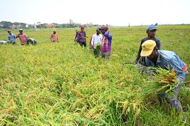 Bangladeşli çiftçiler, 28 Nisan 2023 'te Bangladeş, Dhaka' daki Saver 'da hasattan sonra çeltik toplayıp biçerler. Bangladeş 'in baskın gıda hasadı pirinçtir. Pirinç sektörü tarım GSYİH 'sının yarısını ve ulusal gelirin altıda birini oluşturur.