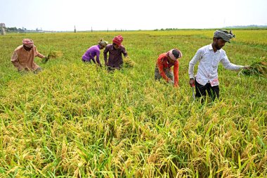Bangladeşli çiftçiler, 28 Nisan 2023 'te Bangladeş, Dhaka' daki Saver 'da hasattan sonra çeltik toplayıp biçerler. Bangladeş 'in baskın gıda hasadı pirinçtir. Pirinç sektörü tarım GSYİH 'sının yarısını ve ulusal gelirin altıda birini oluşturur.