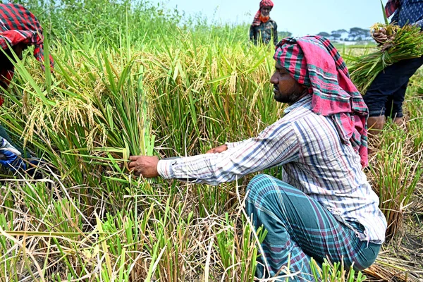 Bangladéšští Farmáři Kácejí Sbírají Neloupanou Rýži Sklizni Saver Bangladéšském Dháce — Stock fotografie