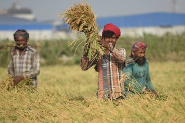Bangladeşli çiftçiler 21 Nisan 2016 'da Dhaka' nın eteklerindeki bir tarlada pirinç hasat ediyorlar.