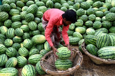 İşçiler 21 Mart 2025 'te Dhaka, Bangladeş' teki Buriganga Nehri 'nin kıyısındaki bir tekneden karpuz indirirler. Ülkenin dört bir yanından yüzlerce meyve tüccarı yaz mevsiminde meyvelerini toptan satmak için başkente geldi.