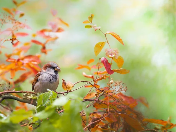 Sparrow Song Bird Tree Image En Vente
