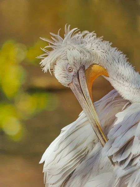 Detalhe Retrato Branco Pelicano — Fotografia de Stock