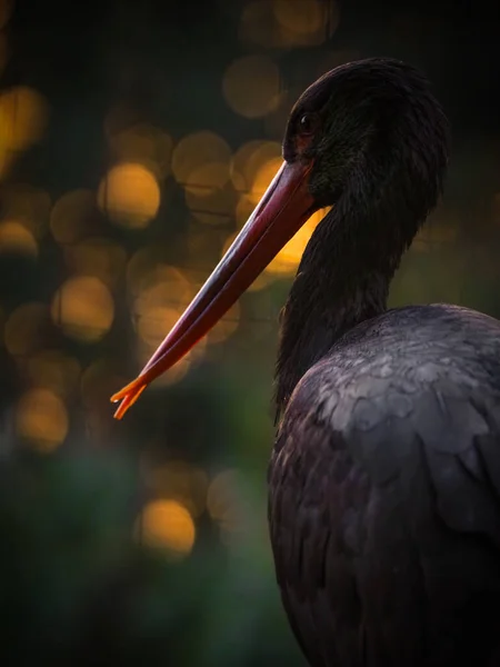 黑色的鹤 Ciconia Nigra 站在阳光下黄昏中的黑色鹤的肖像 — 图库照片