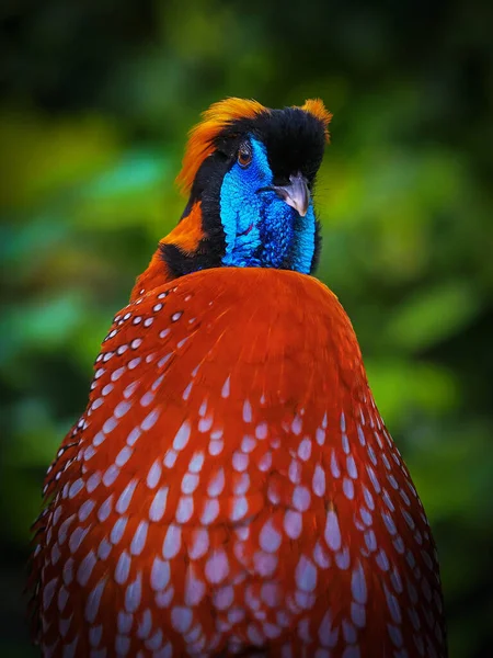 テンミンクのトラコパン トラコパンのテンミンクイ オレンジの頭を持つ珍しいキジの詳細な肖像画 自然生息地の鳥 緑の葉 インドに隠された アジアのエキゾチックな鳥 ストック写真