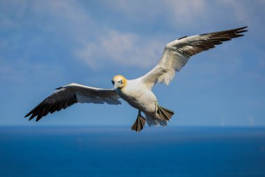 Kuzey Gannet 'in portresi - Sula Bassana' nın uçuşuyla ilgili..