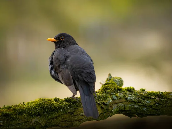 野生の自然界の木の上の黒い鳥 ストックフォト