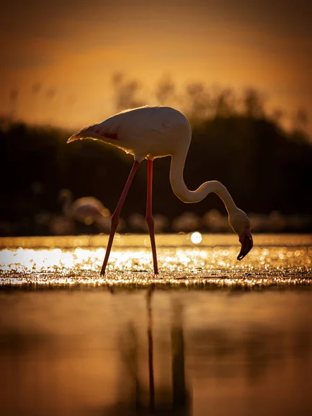 Vista Direta Flamingo Rosa Retrato Flamingo Rosa Natureza Pôr Sol — Fotografia de Stock