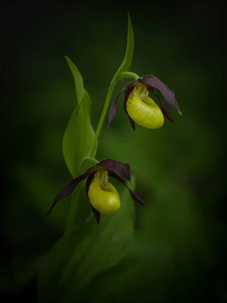 春蘭の花 春に大自然の中で野生の蘭の花 ロイヤリティフリーのストック写真