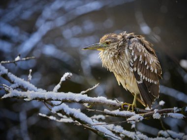 Siyah taçlı balıkçıl, kışın brunch 'ta tünemişti. Kışın gece kuşu. Portre Nycticorax nycticorax kadın.