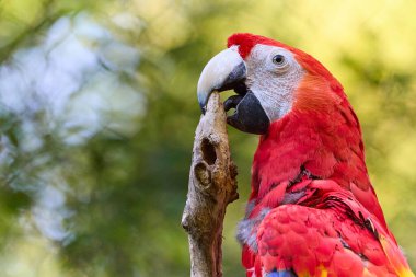 Kahvaltıda yeşil geçmişi olan bir papağan. Olumlu duygularla dolu bir fotoğraf. Hayvanat bahçesinde, evcil hayvan dükkanında ve diğer yerlerde zarf olarak kullanılabilir mi? Doğada iki kuş. Çok renkli bir hayvan..