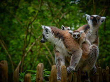 Halka kuyruklu lemurlar (catta lemurları) ve iki bebek. Popüler hayvan. Madagaskar adasından salgın bir hayvan. Maymun lemuru bebekle birlikte yaklaş..