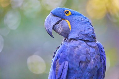 Papağana benzeyen çok renkli, mavi tüyler. Hayvanat bahçesinde, evcil hayvan dükkanında ve diğer yerlerde zarf olarak kullanılabilir mi? Sara Sümbül 'ün fotoğrafı. Çok renkli bir portre. hayvanın.