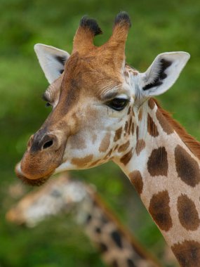 Yeşil ağaçların önünde kameraya bakan bir zürafanın yakın çekimi. Popüler Afrika hayvanı. Temiz ve bahar fotoğrafı.