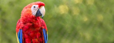 Kahvaltıda yeşil geçmişi olan bir papağan. Olumlu duygularla dolu bir fotoğraf. Hayvanat bahçesinde, evcil hayvan dükkanında ve diğer yerlerde zarf olarak kullanılabilir mi? Doğada iki kuş. Çok renkli bir hayvan..