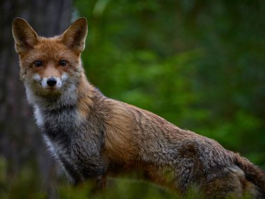 Kızıl Tilki (Vulpes vulpes) ormandaki detaylarda. Ormandaki kızıl tilki portresi. Durup kamera avcısına bakıyorum..
