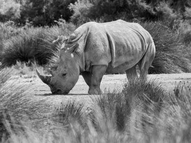 Doğal ortamda gergedan portresi. Siyah beyaz fotoğraf. Gergedan doğası. Fotoğraf: Hayvanlar Dünyası.