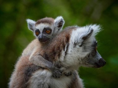 Close-up monkey lemur catta with baby.  Endemic animal from the island Madagascar. Detail face monkey.  clipart