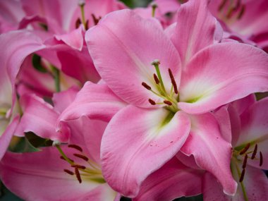 Pembe zambak detayı. Büyük bir kabarcığın içinde bitki yetiştirmek. Lily Garden 'dan manzara. Tebrik kartı önerisi.