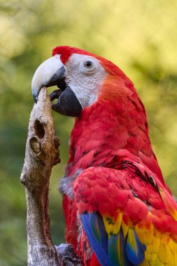 Papağan Red ara 'nın yakın çekimi. Dünyadan gelen ünlü kuşun renkli bir resmi. Brunch 'ta sarı arka planda bir ara papağanı. 